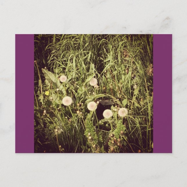 Cartão Postal Fazer Um Cartão-Postal De Desejo (Frente)