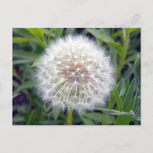 Cartão Postal Fazer Um Cartão-Postal De Desejo