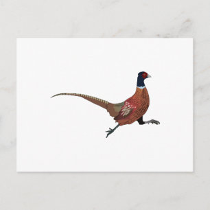 CARTÃO POSTAL FEASANT