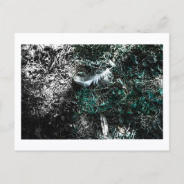 Cartão Postal Feathers in the Woods by Jeffrey H. Thornton: 