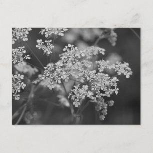 Cartão Postal "Febre de porco selvagem"