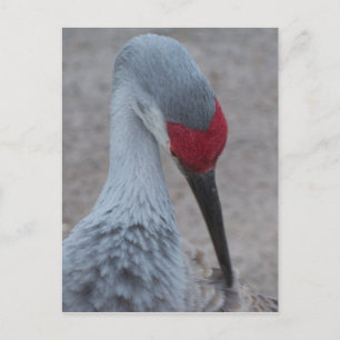 Cartão Postal Fechamento da face de uma grua de areia