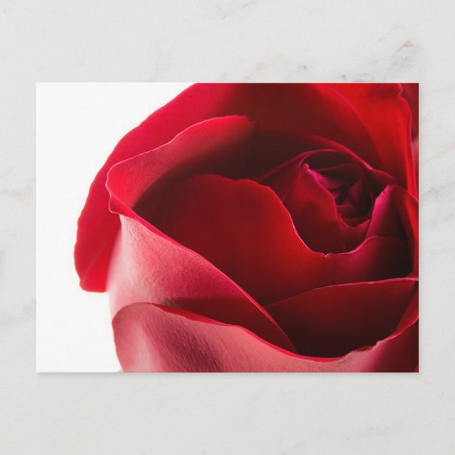 Cartão Postal Fechamento da rosa vermelha (Frente)