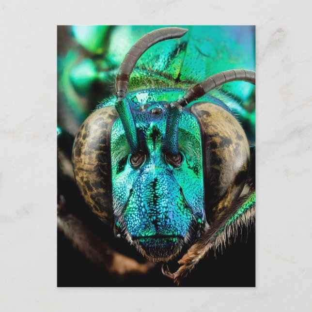 Cartão Postal Fechamento de Abelhas de Duas Faces (Frente)