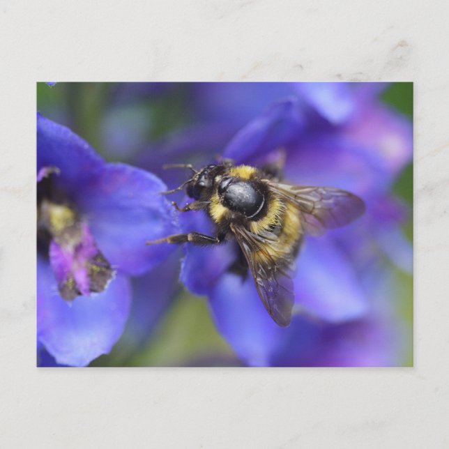 Cartão Postal Fechamento de Bumblebee (Frente)