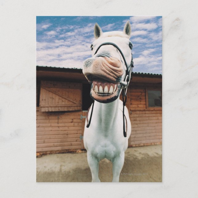 Cartão Postal Fechamento de Cavalo com Boca Aberta (Frente)