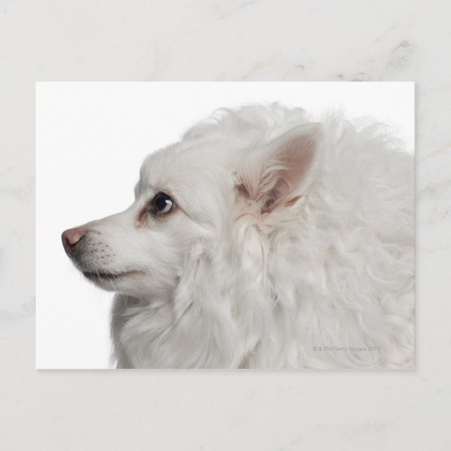 Cartão Postal Fechamento de Keeshond (10 anos) (Frente)
