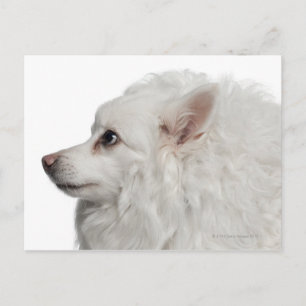 Cartão Postal Fechamento de Keeshond (10 anos)