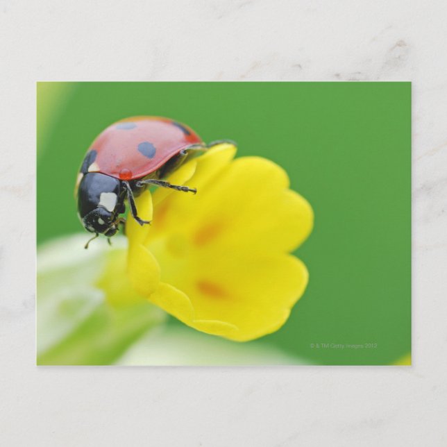 Cartão Postal Fechamento de Ladybug (Frente)