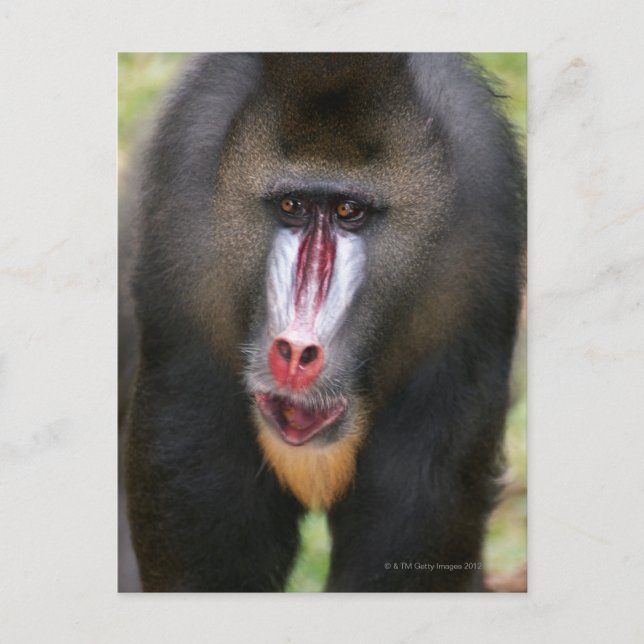Cartão Postal Fechamento de Mandril (Mandrillus Sphinx) (Frente)