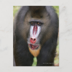 Cartão Postal Fechamento de Mandril (Mandrillus Sphinx)