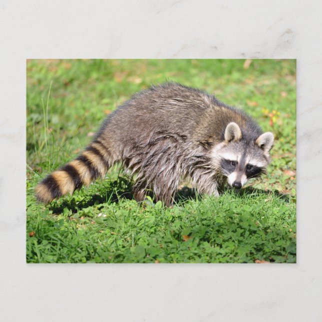 Cartão Postal Fechamento de Raccoon (Frente)