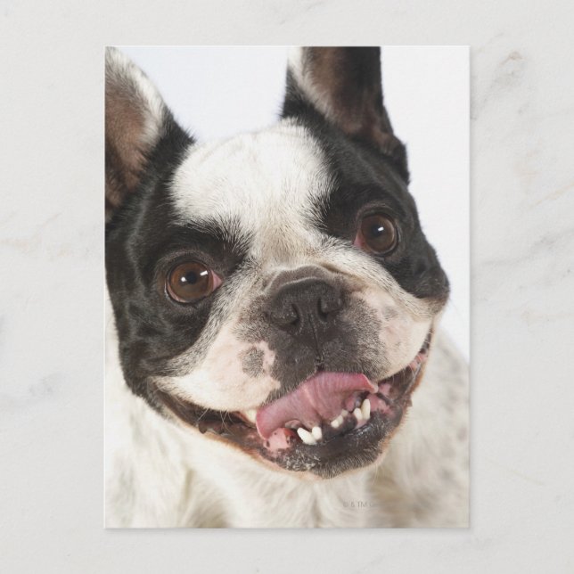 Cartão Postal Fechamento de um Boston Terrier destacando sua (Frente)