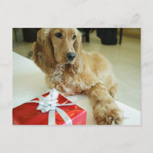 Cartão Postal Fechamento de um cão com um presente