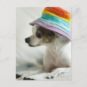 Cartão Postal Fechamento de um Chihuahua vestindo um chapéu