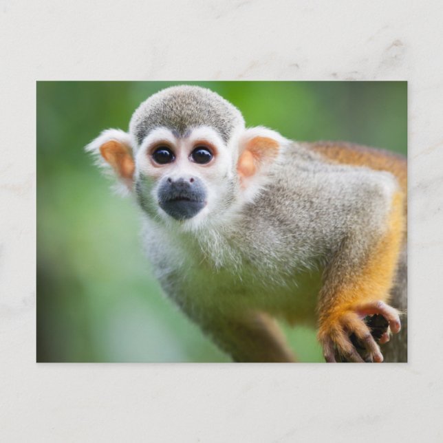 Cartão Postal Fechamento de um Macaco Esquilo Comum (Frente)