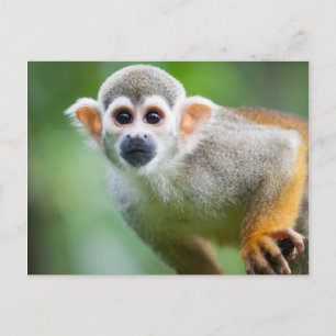 Cartão Postal Fechamento de um Macaco Esquilo Comum