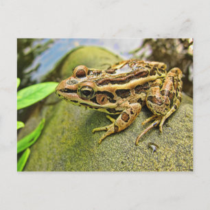 Cartão Postal Fechamento de um Sapo de Pickerel
