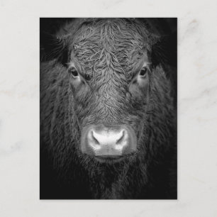 CARTÃO POSTAL FECHAMENTO DE VACA - PRETO E BRANCO