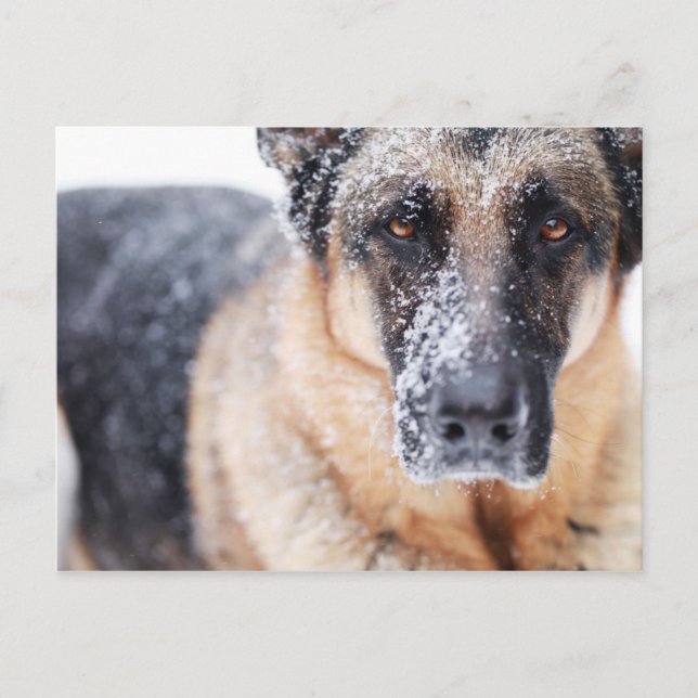 Cartão Postal Fechamento Do german shepherd Coberto Na Neve (Frente)