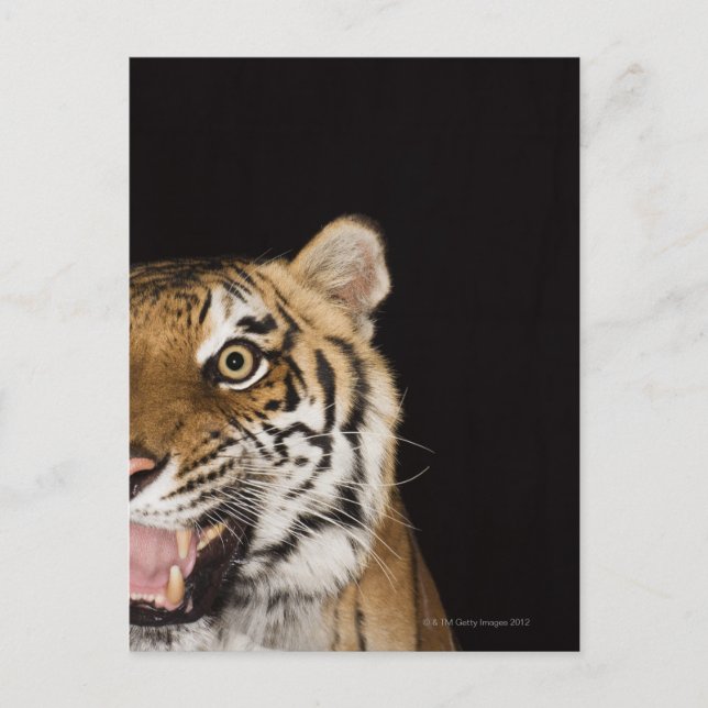 Cartão Postal Fechar a face do tigre rugindo (Frente)