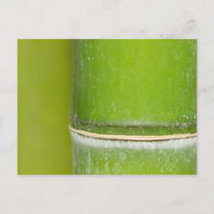 Cartão Postal Fechar Bamboo Stalk