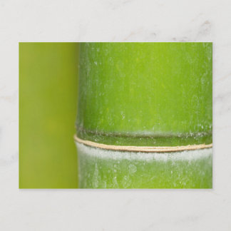 Cartão Postal Fechar Bamboo Stalk