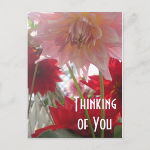 Cartão Postal Fechar Flores Dahlia em Cartão-Postal Rosa e Verme