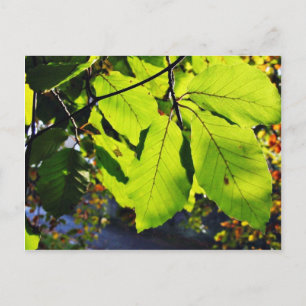 Cartão Postal Fechar Foto De Folhas De Feia