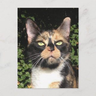 Cartão Postal Fechar o Calico