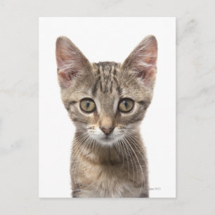 Cartão Postal Fechar o retrato de um gatinho