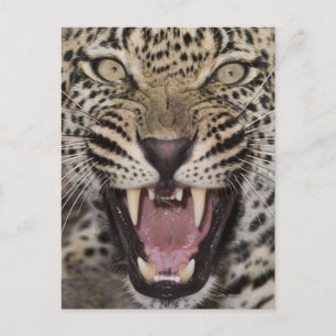 Cartão Postal Fechar o rosnamento do leopardo