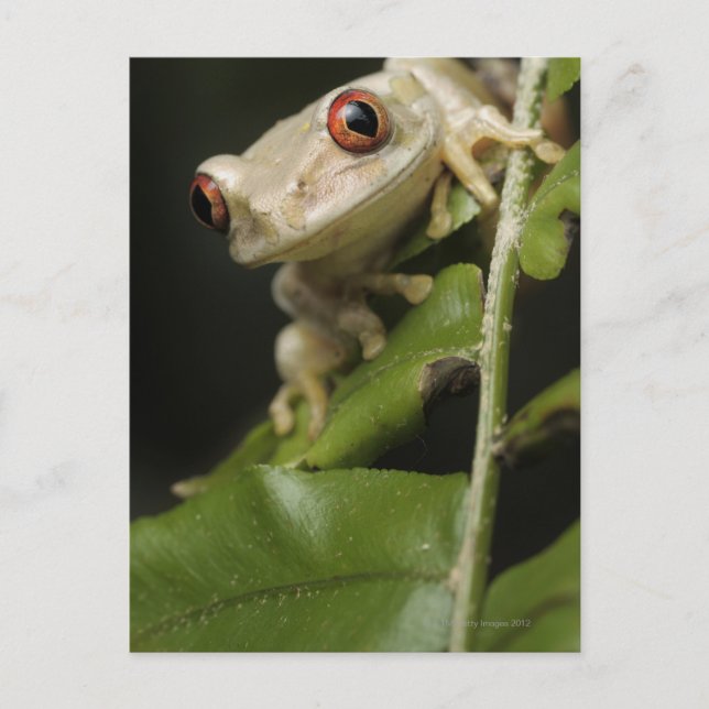 Cartão Postal Fechar o Sapo da árvore florestal (Leptopelis) (Frente)