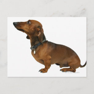 Cartão Postal Fechar um dachshund