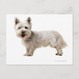 Cartão Postal Fechar um terrier