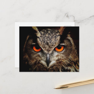 Cartão Postal Feche a Coruja com Olhos Laranja