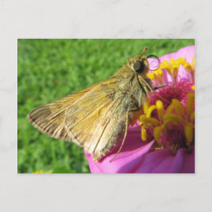 Cartão Postal Feche a mariposa ao acender o ventilador