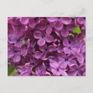 Cartão Postal feche acima do lilac roxo escuro