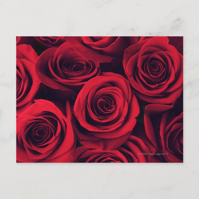 Cartão Postal Feche as flores de rosa vermelha. (Frente)