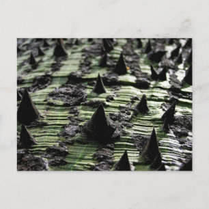 Cartão Postal Feche o tronco da árvore Spiky Kapok: Funchal Mad