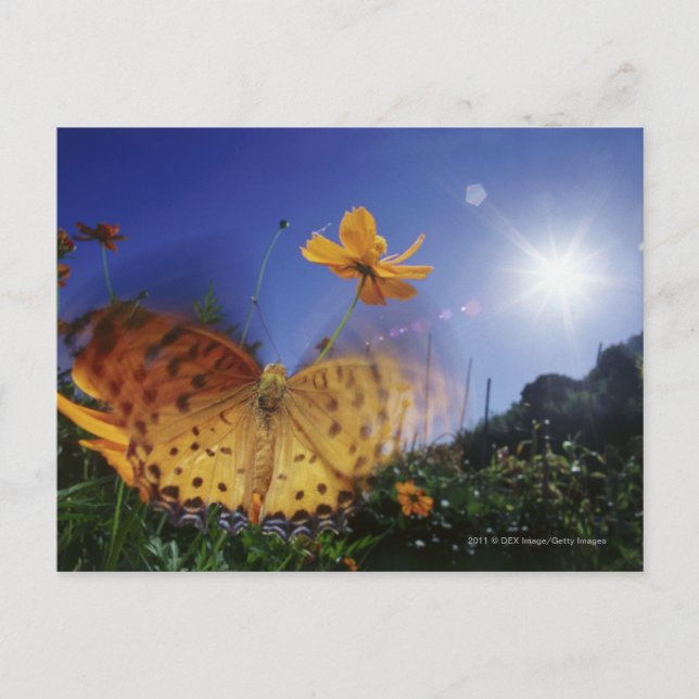 Cartão Postal Fecho da borboleta, asas batentes (Frente)