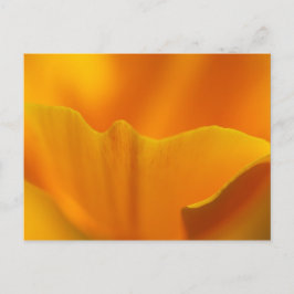 Cartão Postal Fecho da California Poppy..