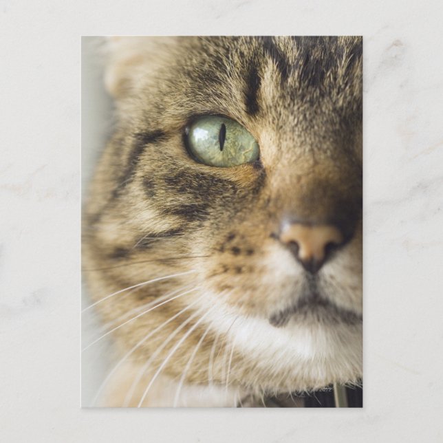 Cartão Postal Fecho da gata (focar nos olhos) (Frente)