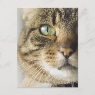 Cartão Postal Fecho da gata (focar nos olhos)