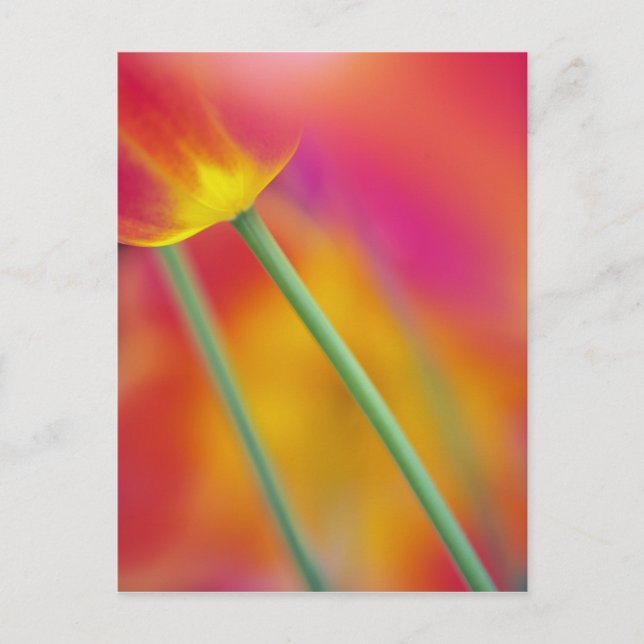 Cartão Postal Fecho da parte inferior da flor da tulipa, (Frente)