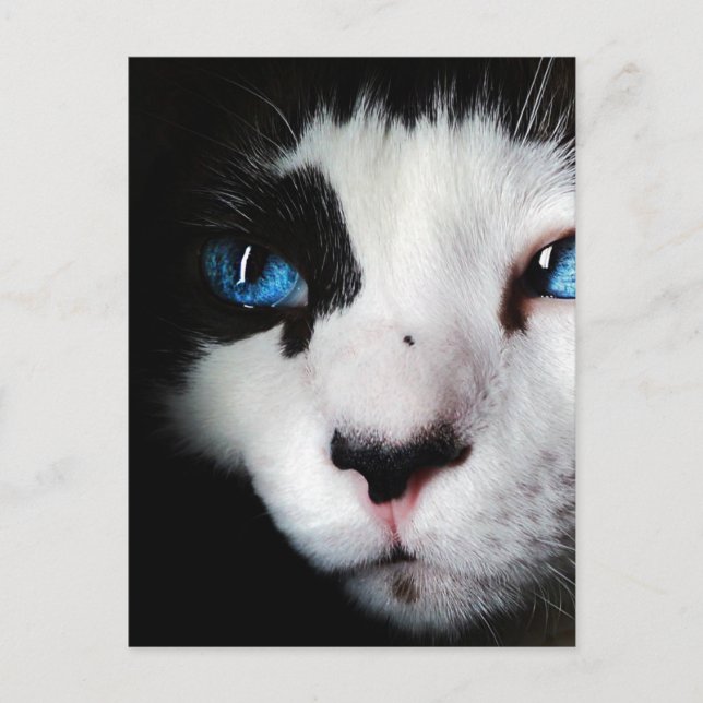 Cartão Postal Fecho de Gato de Tuxedo Olhado Azul (Frente)