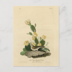 Cartão Postal Fecho de grama, Cotovelo de asa de baía ou Faísca