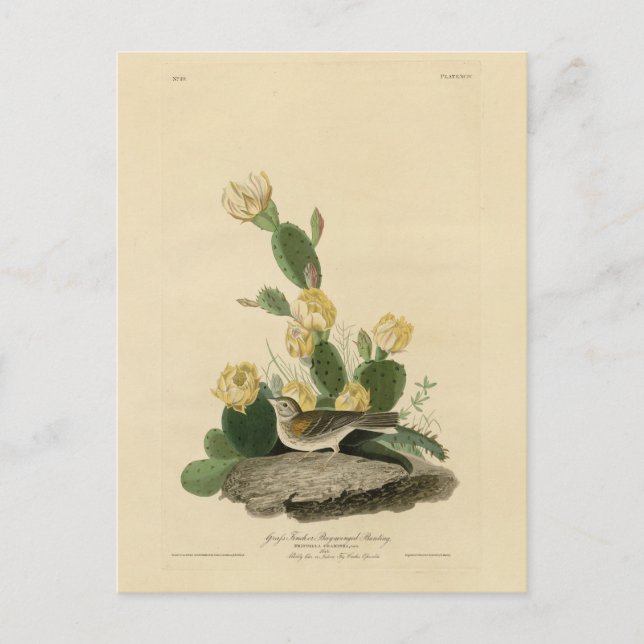 Cartão Postal Fecho de grama, Cotovelo de asa de baía ou Faísca  (Frente)