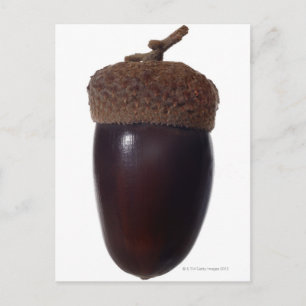 Cartão Postal Fecho de Scrub Oak Acorn (Quercus beridifolia)
