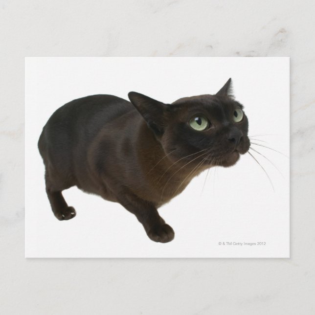 Cartão Postal Fecho de um gato 2 (Frente)
